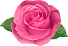 Rose Pink Transparent PNG Clip Art Image