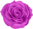 Rose Purple Color PNG Clipart
