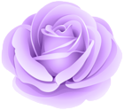 Rose Purple Transparent Clip Art Image