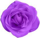 Rose Purple Transparent PNG Clip Art