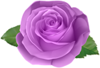 Rose Purple Transparent PNG Clip Art Image