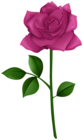 Rose Purple with Steam PNG Transparent Clipart