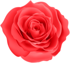 Rose Red Color PNG Clipart