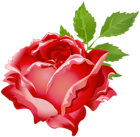 Rose Red PNG Clip Art Image