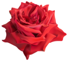 Rose Red PNG Transparent Clip Art Image