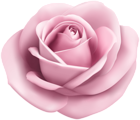 Rose Soft Pink Transparent PNG Clip Art Image