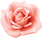 Rose Transparent Image