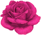 Rose in Pink Transparent PNG Clipart