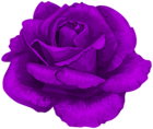 Rose in Purple Transparent PNG Clipart