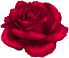 Rose in Red Transparent PNG Clipart
