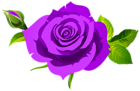 Rose with Bud and Leaves Purple PNG Clipart