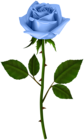 Rose with Steam Blue PNG Transparent Clipart