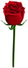 Rose with Steam PNG Clipart