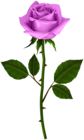 Rose with Steam PNG Transparent Clipart