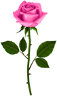 Rose with Steam Pink PNG Transparent Clipart