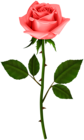 Rose with Steam Red PNG Transparent Clipart