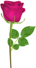 Rose with Stem Pink PNG Clip Art Image