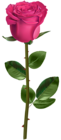 Rose with Stem Pink Transparent PNG Image