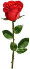 Rose with Stem Red Transparent PNG Image