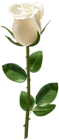 Rose with Stem White Transparent PNG Image