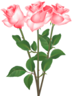 Roses Transparent Clip Art Image
