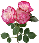 Roses Transparent PNG Image