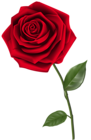 Single Red Rose PNG Clipart Image