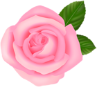 Soft Pink PNG Rose Clipart