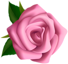 Soft Pink Rose Clipart PNG Image