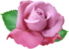 Soft Pink Rose PNG Clip Art Transparent Image