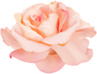 Soft Rose PNG Clipart