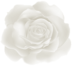 Soft Rose White PNG Clipart