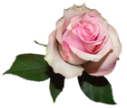 Soft Transparent Rose PNG Picture