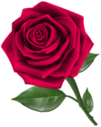 Steam Rose Clipart PNG Image