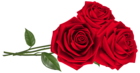 Three Red Roses PNG Clipart Image