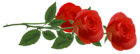 Three Red Roses PNG Clipart Picture