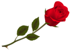 Transparent Beautiful Red Rose PNG Picture