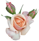 Transparent Beautiful Rose with Buds PNG Picture