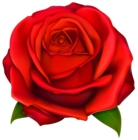 Transparent Red Rose PNG Clipart