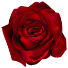 Transparent Red Rose PNG Clipart Picture