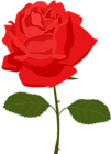 Transparent Red Rose PNG Picture