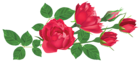 Transparent Red Roses PNG Clipart Picture
