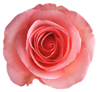 Transparent Rose PNG Picture