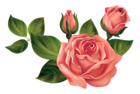 Transparent Roses PNG Clipart Picture