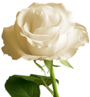 Transparent White Rose
