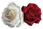 Transparent White and Red Roses PNG Picture