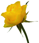 Transparent Yellow Rose Clipart