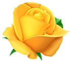 Transparent Yellow Rose PNG Clipart Picture