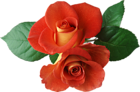 Two Roses Clipart