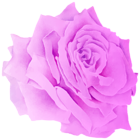 Violet Rose Watercolor PNG Clipart